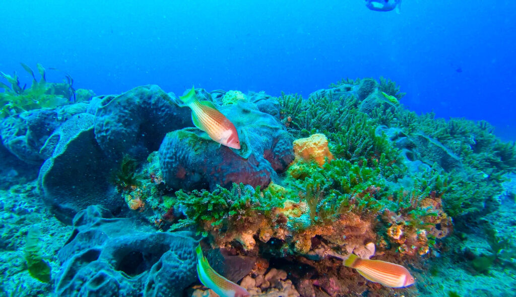 Project Reef Life